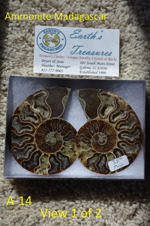 Ammonite Fossil Sliced Pair  Madagascar   A-14