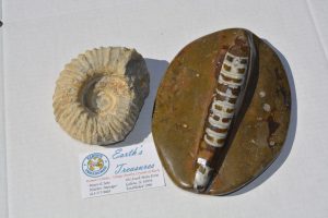 Ammonite (Limestone) Orthoceras (Brown and White) Morocco  Set of 2  A-79 (-1,-2)