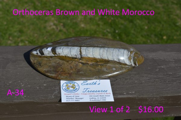Othoceras  Morocco   A-34