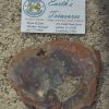 Petrified Wood  A-12 - Image 2