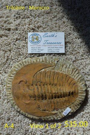 Trilobite - Morocco  A-4