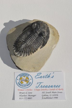 Trilobite Morocco  A-75
