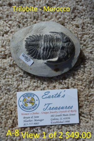 Trilobite Morocco  A-8