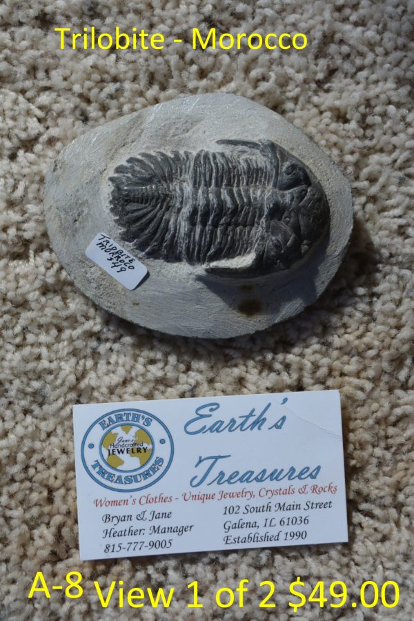 Trilobite Morocco  A-8