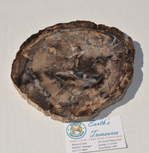 Petrified Wood Slice  DS-3