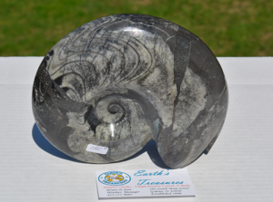 Ammonite-Morroco-Large-DS-1