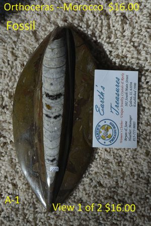 Orthoceras - Morocco Fossil  A-1