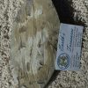 Orthoceras - Morocco Fossil  A-1 - Image 2