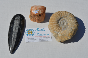 Orthoceras (Morocco), Petrified Wood, Limestone Ammonite (Morroco)  DS-8